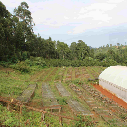 ØRIGEM QUÉNIA 250G